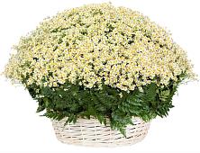 Цветочная композиция из Ромашки в корзине #REPLACE_PRED# Шестаково Воронежской области